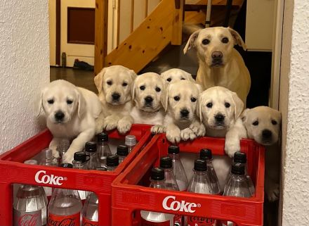6 wundervolle Goldi-Labbi Welpen in liebevolle Hände abzugeben
