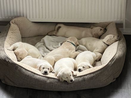 6 wundervolle Goldi-Labbi Welpen in liebevolle Hände abzugeben