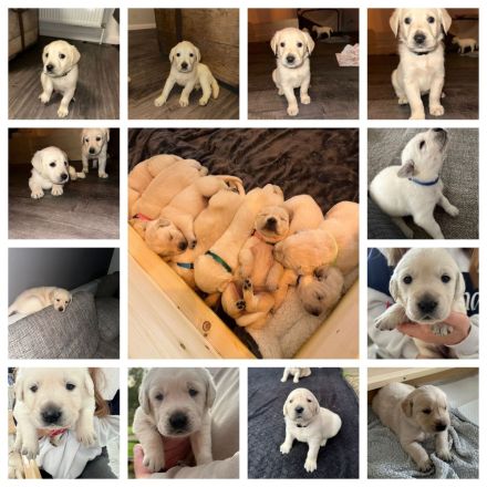 6 wundervolle Goldi-Labbi Welpen in liebevolle Hände abzugeben