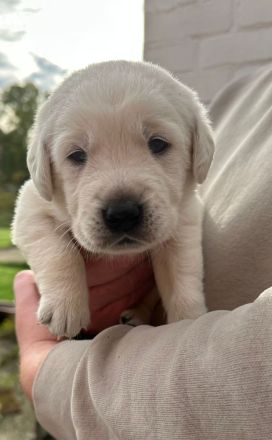 6 wundervolle Goldi-Labbi Welpen in liebevolle Hände abzugeben