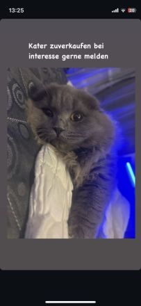 Persisch Britisch lang Haar mix sucht ein warmes und sicheres Zuhause