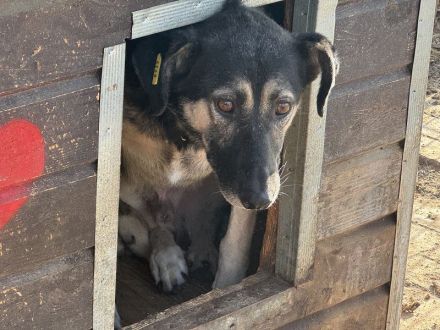 KAURI ca. 4-jähriger, lieber, netter Rüde, ca. 57 cm, sitzt schon zu lange im Tierheim
