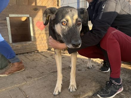 KAURI ca. 4-jähriger, lieber, netter Rüde, ca. 57 cm, sitzt schon zu lange im Tierheim