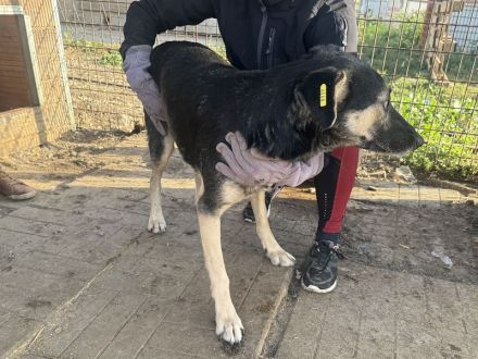 KAURI ca. 4-jähriger, lieber, netter Rüde, ca. 57 cm, sitzt schon zu lange im Tierheim