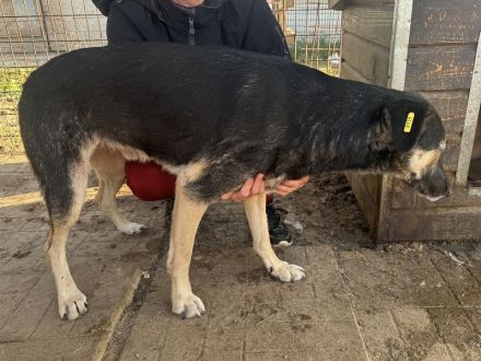KAURI ca. 4-jähriger, lieber, netter Rüde, ca. 57 cm, sitzt schon zu lange im Tierheim