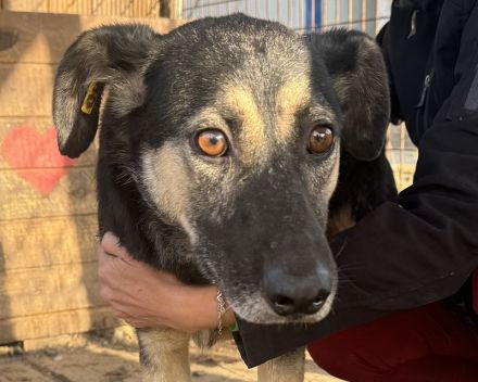 KAURI ca. 4-jähriger, lieber, netter Rüde, ca. 57 cm, sitzt schon zu lange im Tierheim