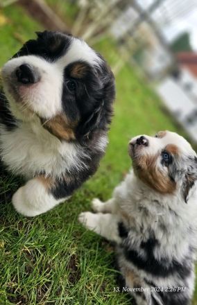 Australian Shepherd Welpen ,Showlinie,,kein Mini,