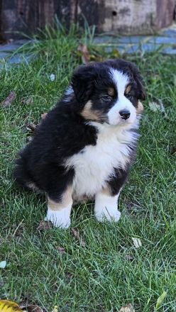 Australian Shepherd Welpen ,Showlinie,,kein Mini,