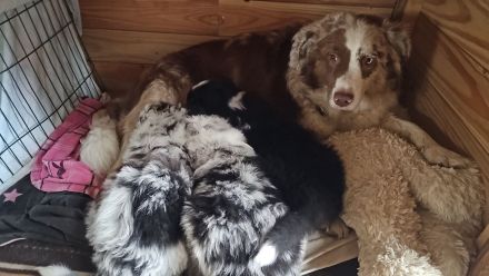 Australian Shepherd Welpen ,Showlinie,,kein Mini,