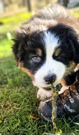 Australian Shepherd Welpen ,Showlinie,,kein Mini,