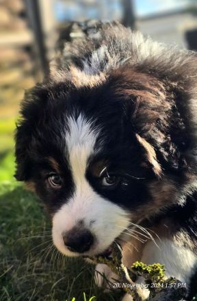 Australian Shepherd Welpen ,Showlinie,,kein Mini,