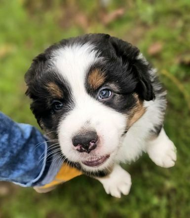 Australian Shepherd Welpen ,Showlinie,,kein Mini,