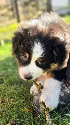 Australian Shepherd Welpen ,Showlinie,,kein Mini,