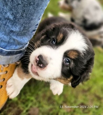 Australian Shepherd Welpen ,Showlinie,,kein Mini,