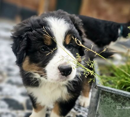 Australian Shepherd Welpen ,Showlinie,,kein Mini,