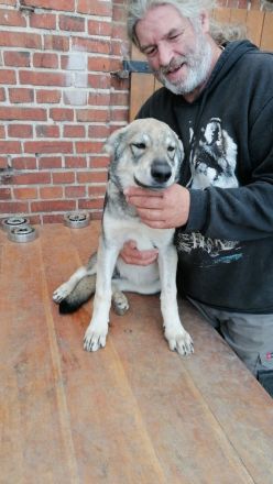 Junge Wolfhunde AWH mix, Wolfshunde