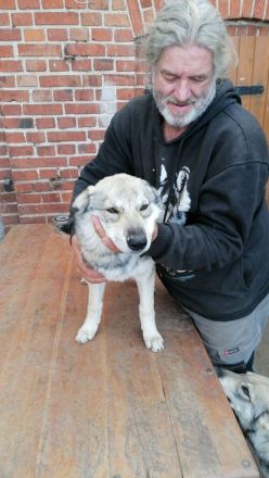 Junge Wolfhunde AWH mix, Wolfshunde