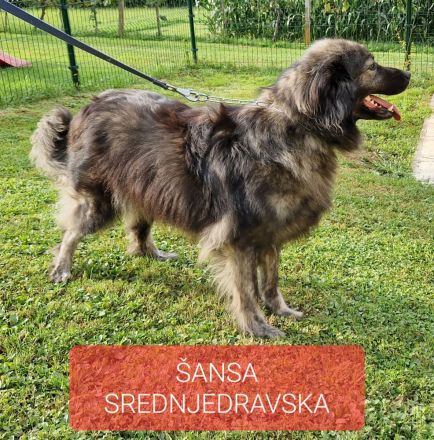 Karst Schäferhund ( Kraski ovcar )