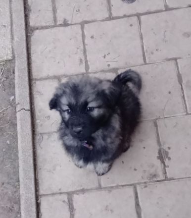 Karst Schäferhund ( Kraski ovcar )