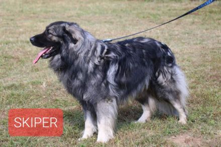 Karst Schäferhund ( Kraski ovcar )