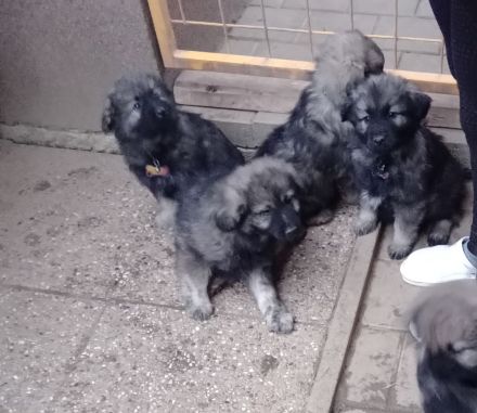 Karst Schäferhund ( Kraski ovcar )