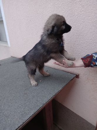 Karst Schäferhund ( Kraski ovcar )