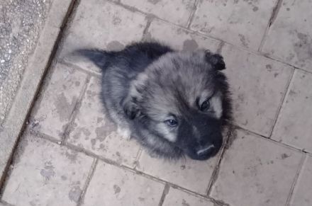 Karst Schäferhund ( Kraski ovcar )