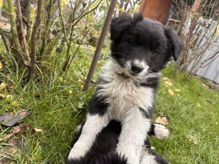 Border Collie Welpen