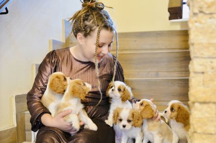 Cavalier King Charles Spaniel mit FCI-Stammbaum