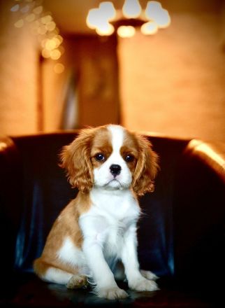 Cavalier King Charles Spaniel mit FCI-Stammbaum
