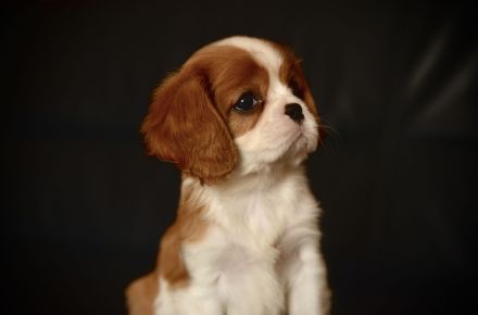 Cavalier King Charles Spaniel mit FCI-Stammbaum
