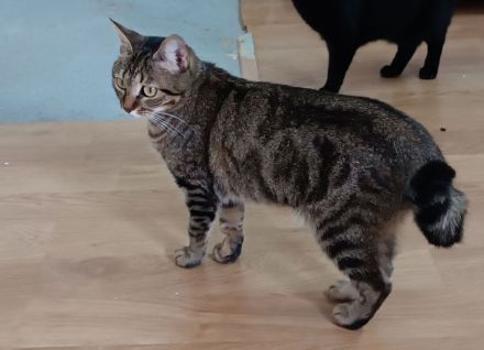 Reina - gutmütig und menschenbezogen - dringend Zuhause/Pflegeplatz gesucht!