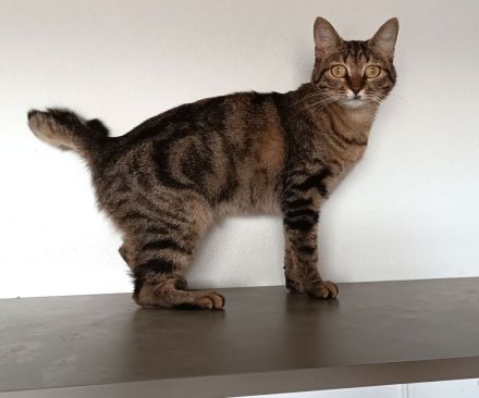 Reina - gutmütig und menschenbezogen - dringend Zuhause/Pflegeplatz gesucht!