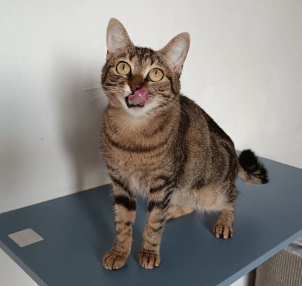 Reina - gutmütig und menschenbezogen - dringend Zuhause/Pflegeplatz gesucht!