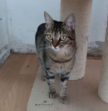 Reina - gutmütig und menschenbezogen - dringend Zuhause/Pflegeplatz gesucht!