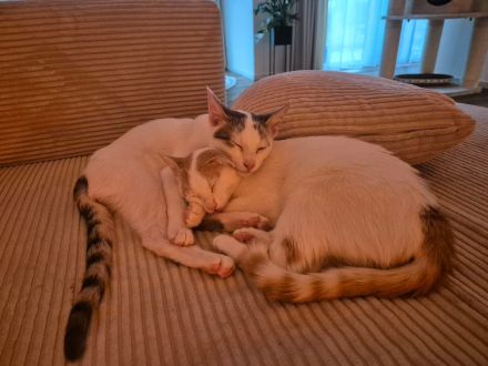 Zwei Katzengeschwister (6 Monate)