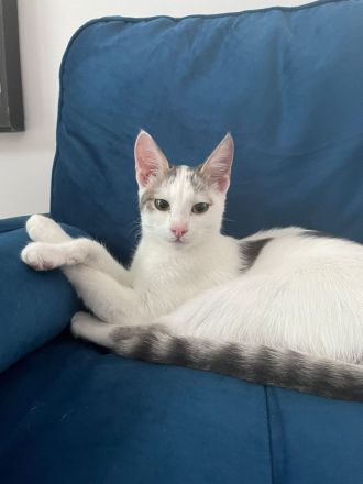 Zwei Katzengeschwister (6 Monate)