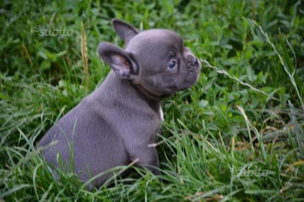 Besonders süße Französische Bulldoggen Welpen mit Näschen (Ahnentafel)