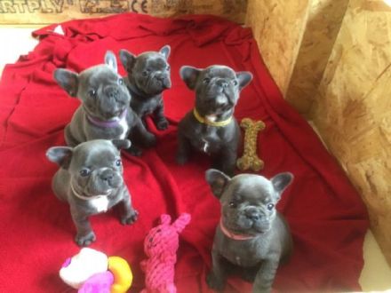 Besonders süße Französische Bulldoggen Welpen mit Näschen (Ahnentafel)