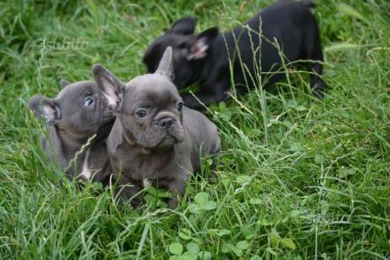 Besonders süße Französische Bulldoggen Welpen mit Näschen (Ahnentafel)
