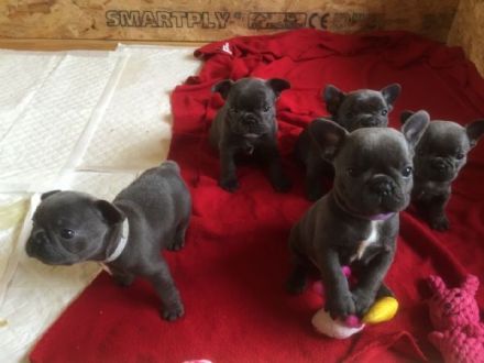 Besonders süße Französische Bulldoggen Welpen mit Näschen (Ahnentafel)