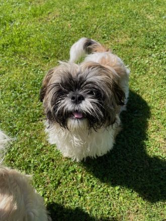 Shih-Tzu Welpen