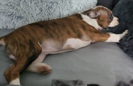 Süße Old English Bulldog-Boxer-Mischlinge suchen ab sofort ein neues zu Hause