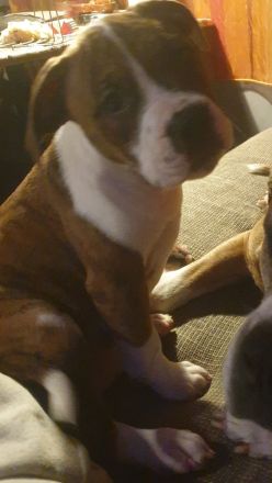 Süße Old English Bulldog-Boxer-Mischlinge suchen ab sofort ein neues zu Hause