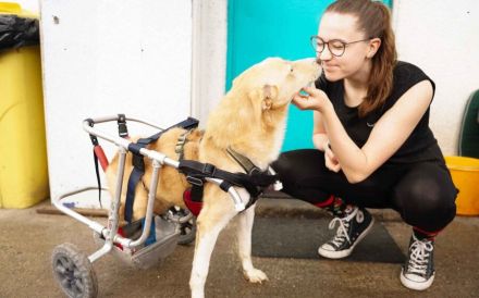 Ein großes Herz für Rollihund Peco gesucht