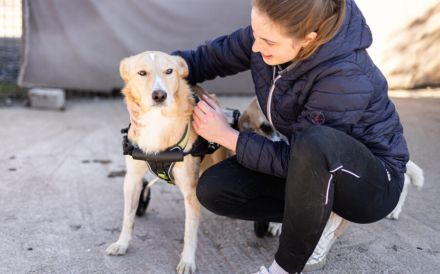 Ein großes Herz für Rollihund Peco gesucht