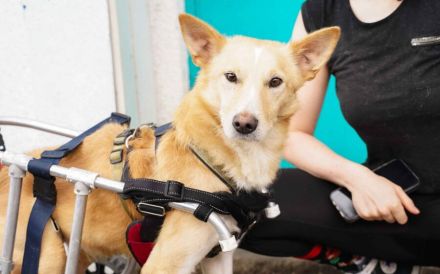 Ein großes Herz für Rollihund Peco gesucht