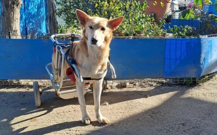 Ein großes Herz für Rollihund Peco gesucht