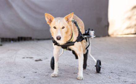 Ein großes Herz für Rollihund Peco gesucht