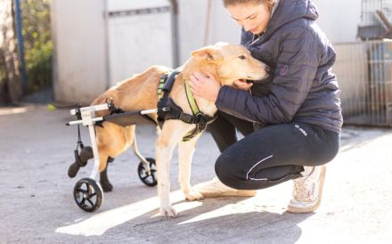 Ein großes Herz für Rollihund Peco gesucht